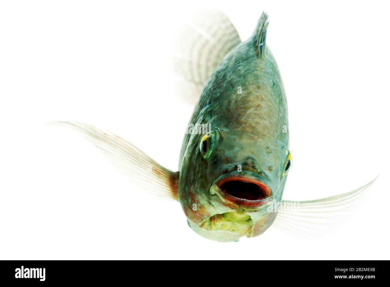 Tilapia fish head hires stock photography and images Alamy