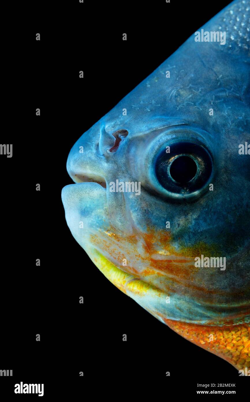 Tambaqui Fish Head Detail Studio Aquarium Shot Stock Photo - Alamy