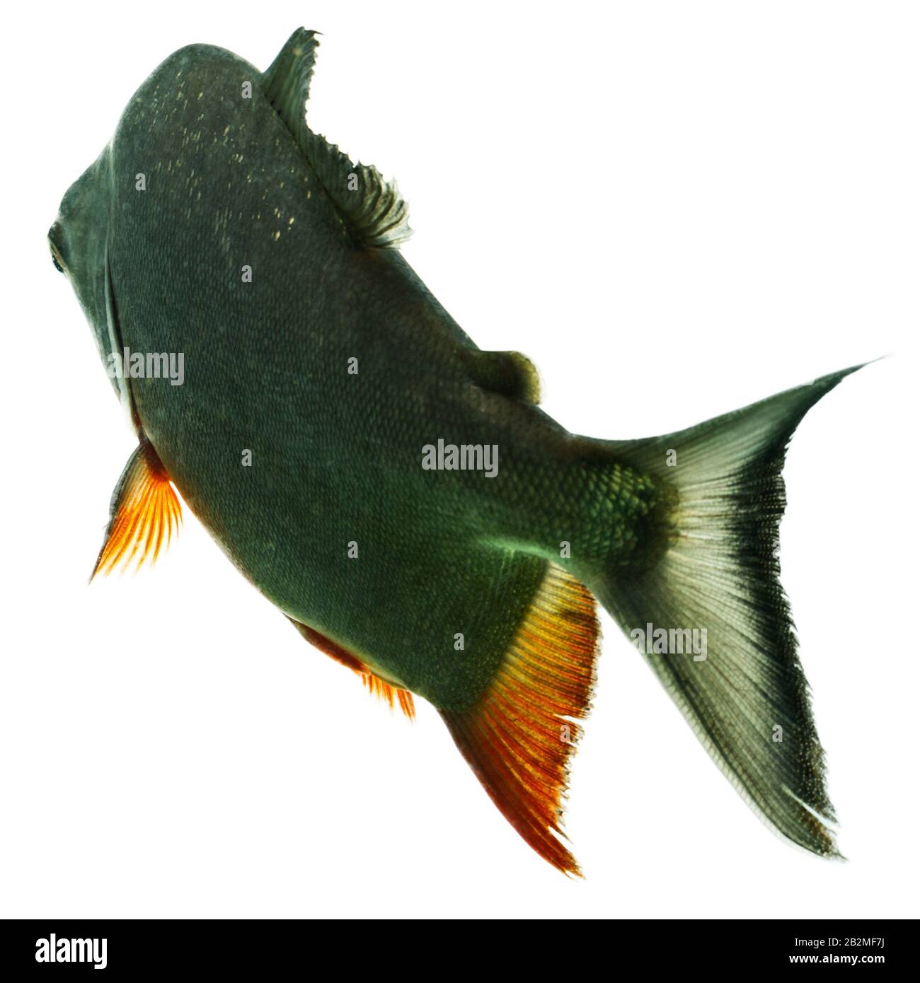 Tambaqui Fish Isolated On White Studio Aquarium Shot Stock Photo - Alamy