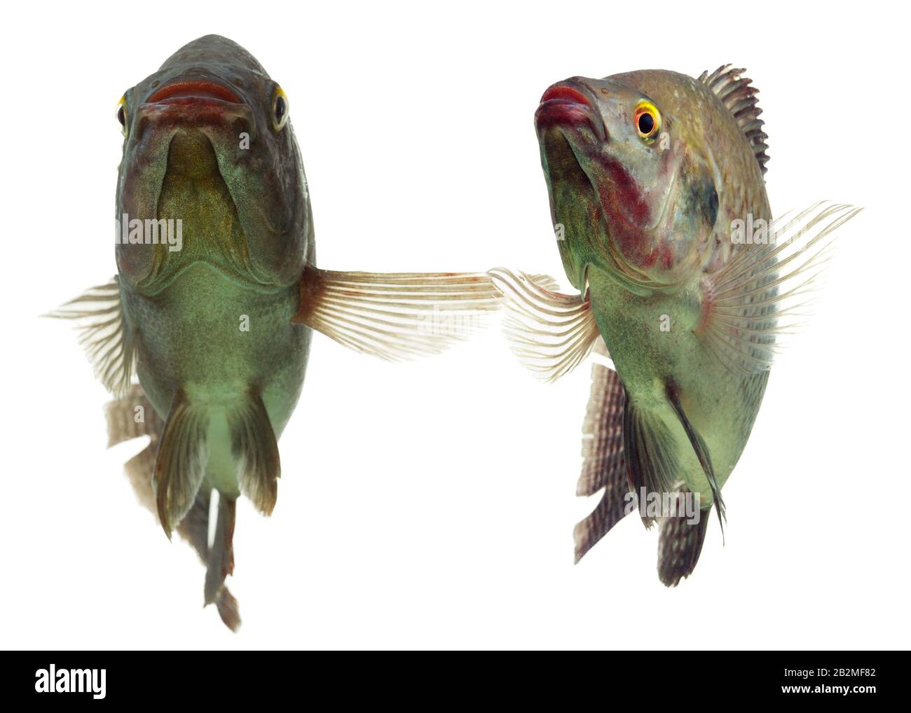 Pair Of Tilapia Fish Dancing Live Animals Studio Aquarium Shot Stock