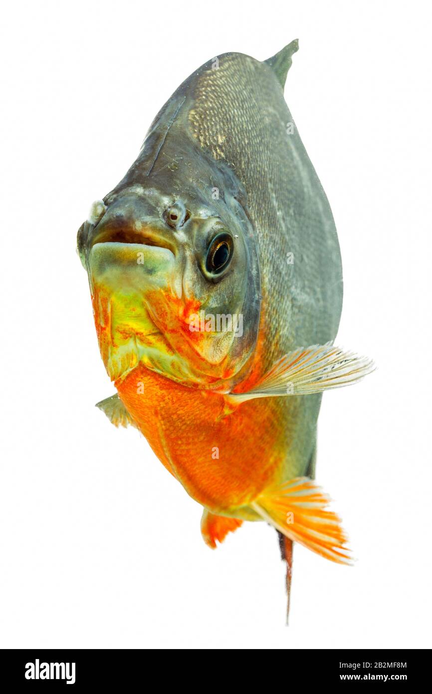 Tambaqui Fish Isolated On Colour Studio Aquarium Shot Stock Photo - Alamy