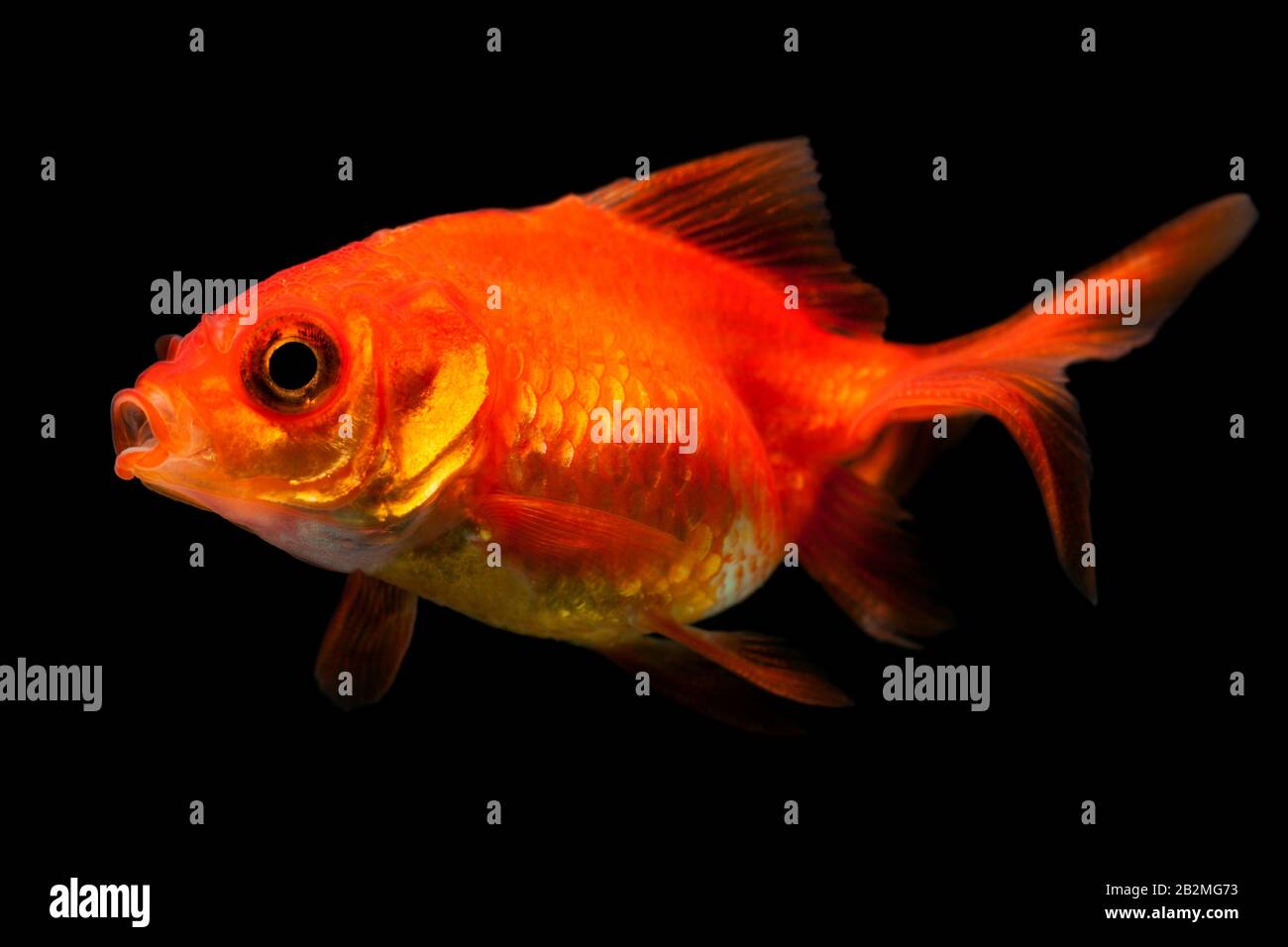 Oranda Goldfish Fry Isolated On Black Stock Photo