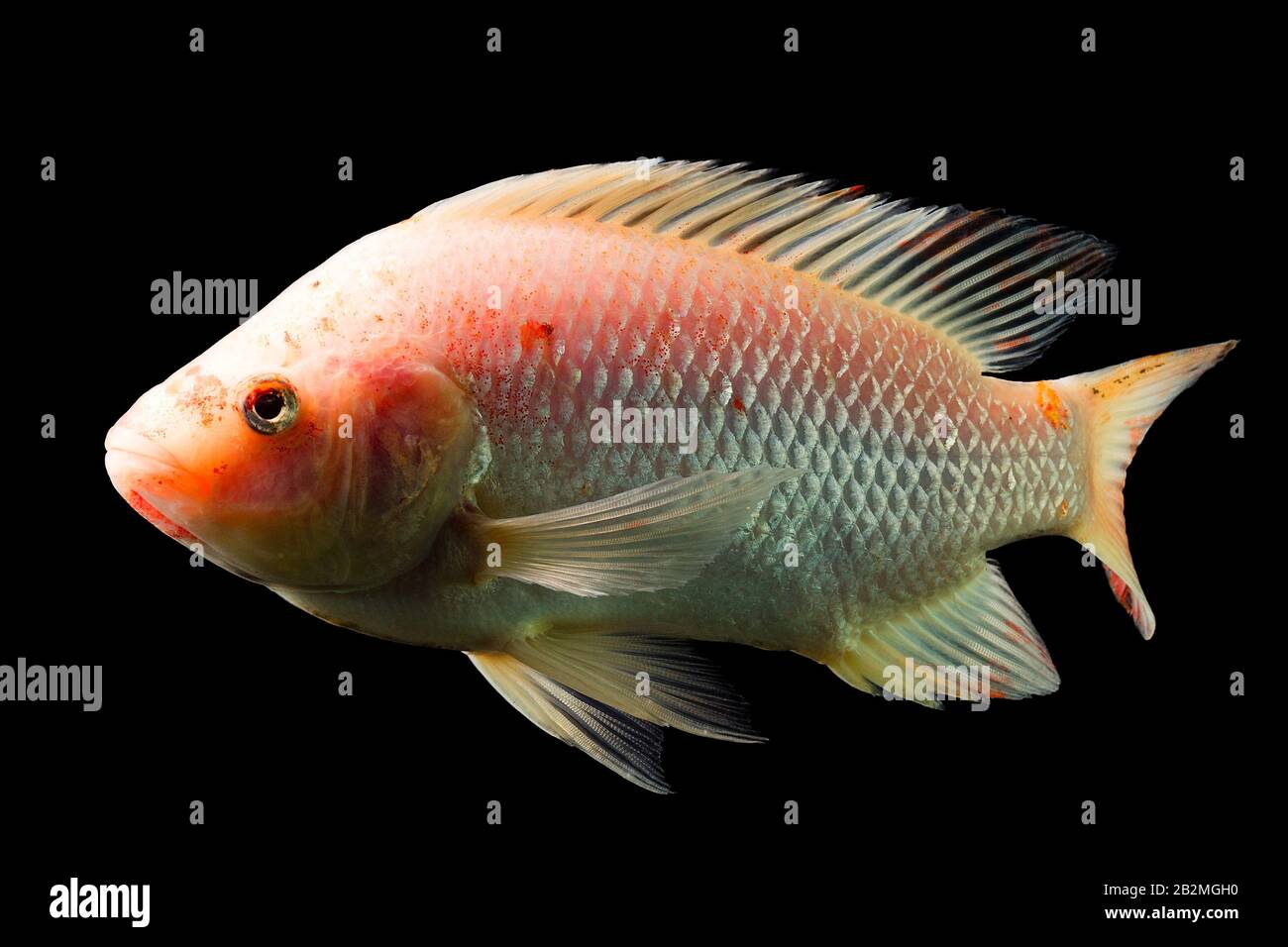 High Quality Shot Of Red Tilapia Fish Underwater Studio Aquarium Shot Isolated On Black Stock Photo