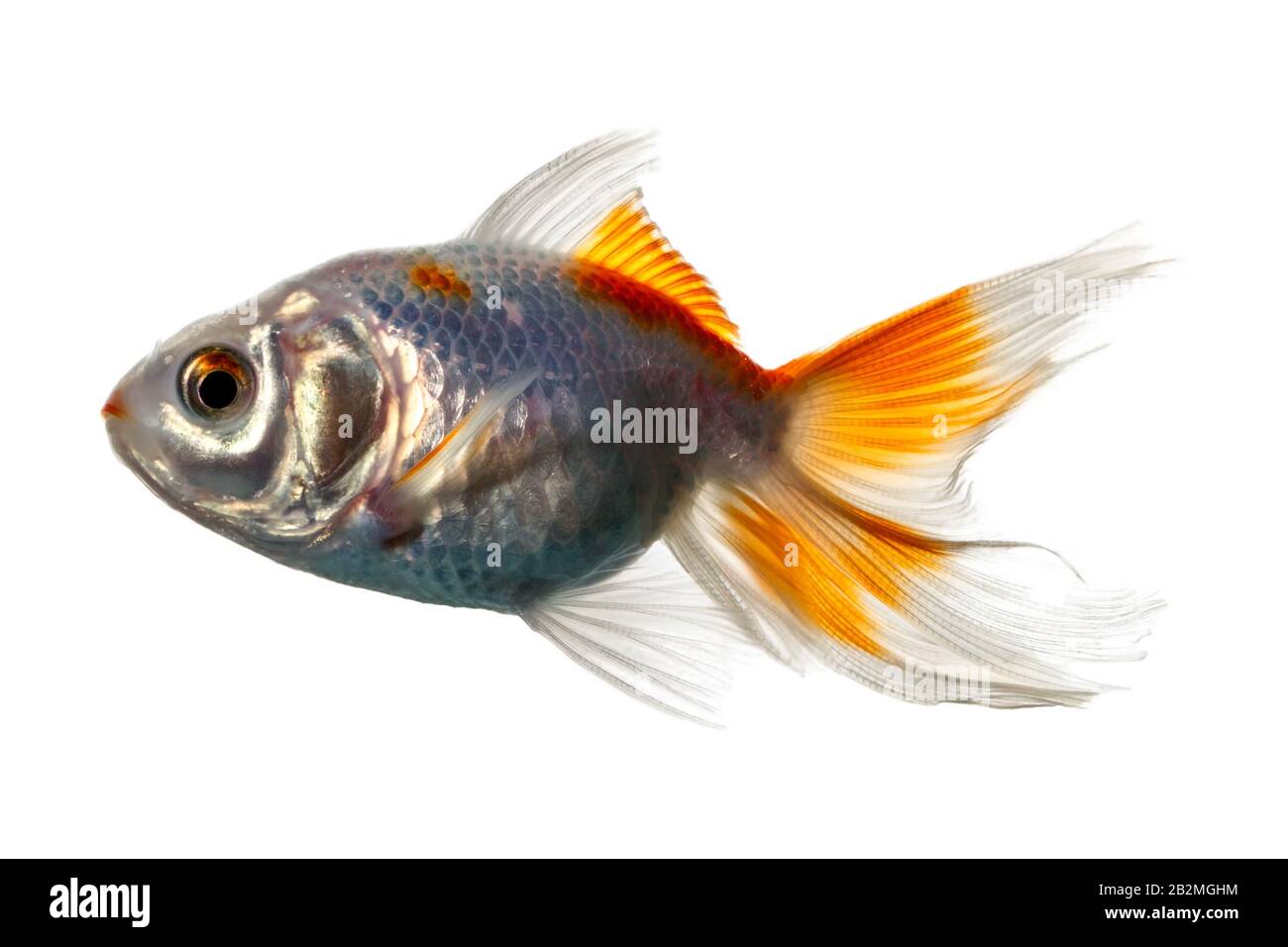 Image showcasing Understanding Pond Capacity for Healthy Goldfish