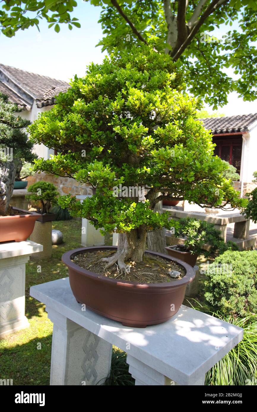 Shanghai, China - April 15, 2019 : Very old Bonsai tree in Shangai  Botanical gardens in Shangai, China, Asia Stock Photo - Alamy