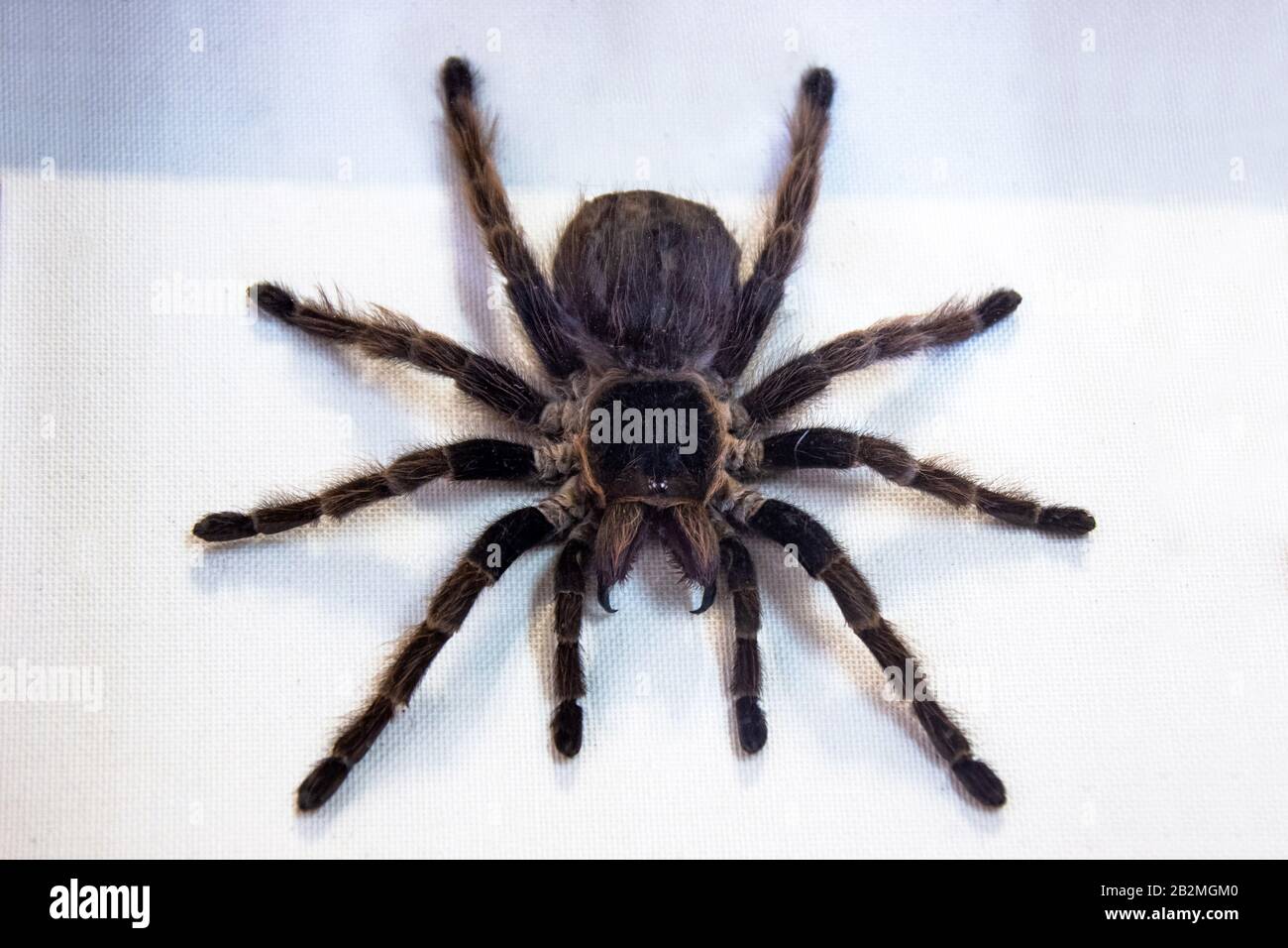 The black tarantula Grammostola pulchra spider sits on white cloth Stock Photo
