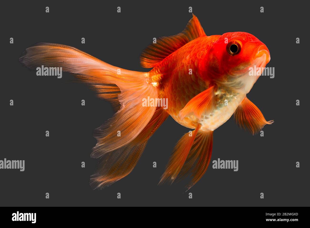 Red Cap Oranda Goldfish Isolated On Gray High Quality Studio Aquarium Shot Stock Photo