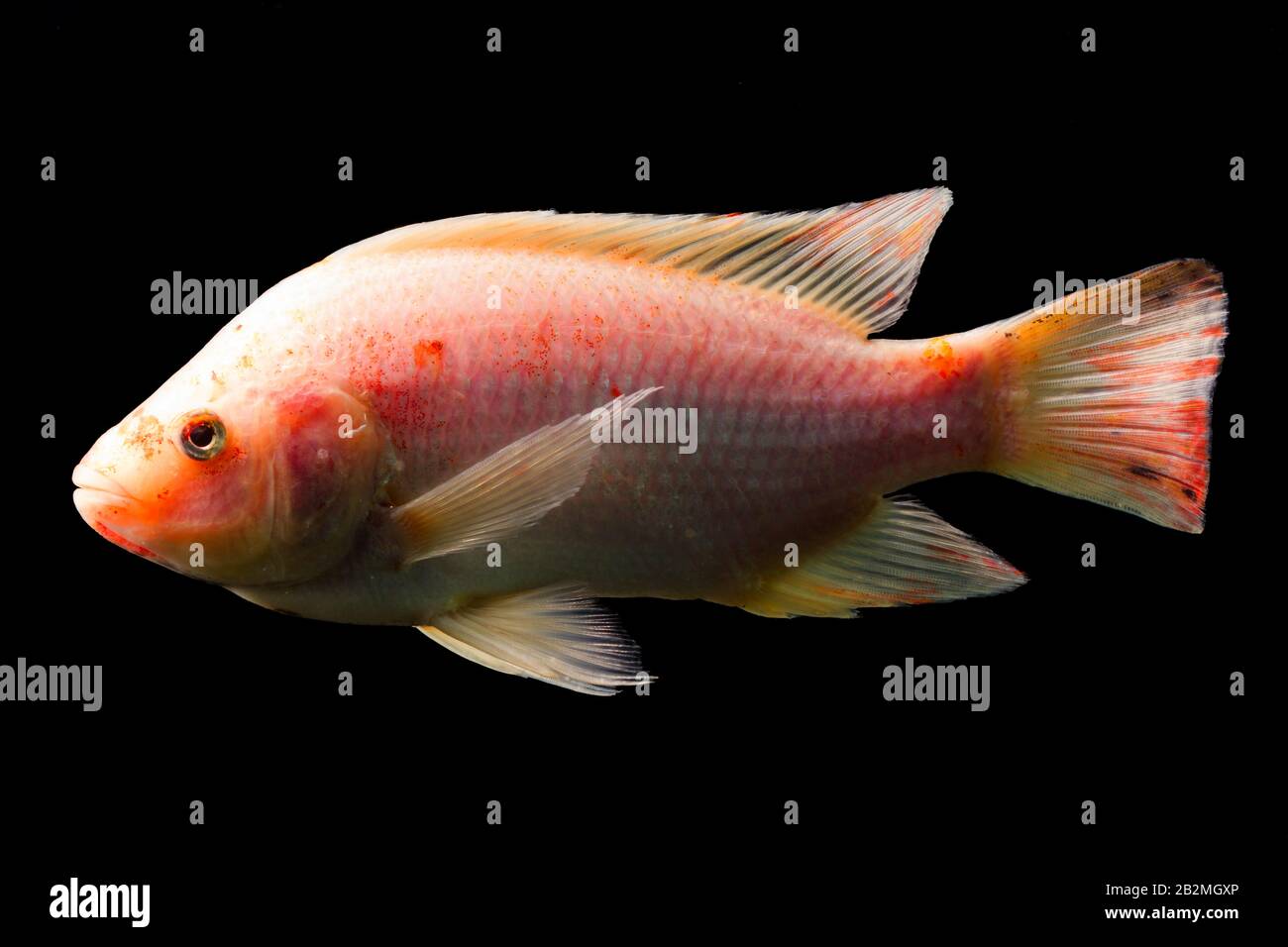 High Quality Shot Of Red Tilapia Fish Underwater Studio Aquarium Shot Isolated On Black Stock Photo