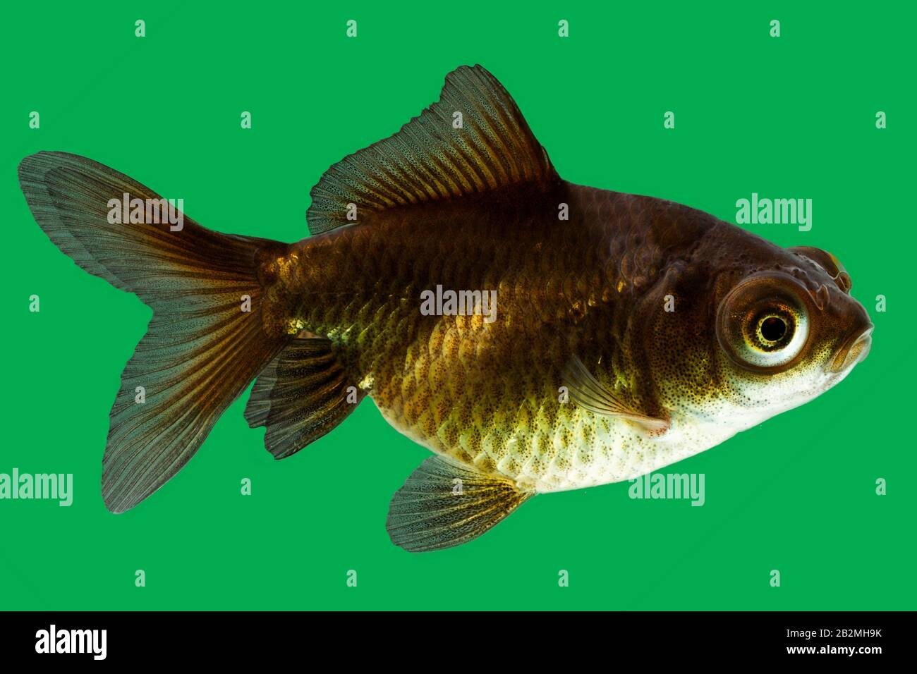 Telescope Goldfish Isolated On Green High Quality Studio Aquarium Shot