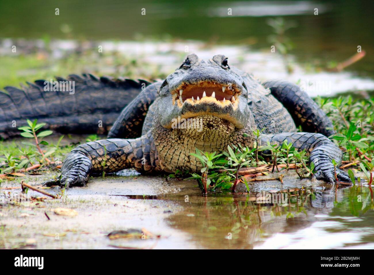 Alligator in the Myakka River State Park, Florida, USA Stock Photo - Alamy