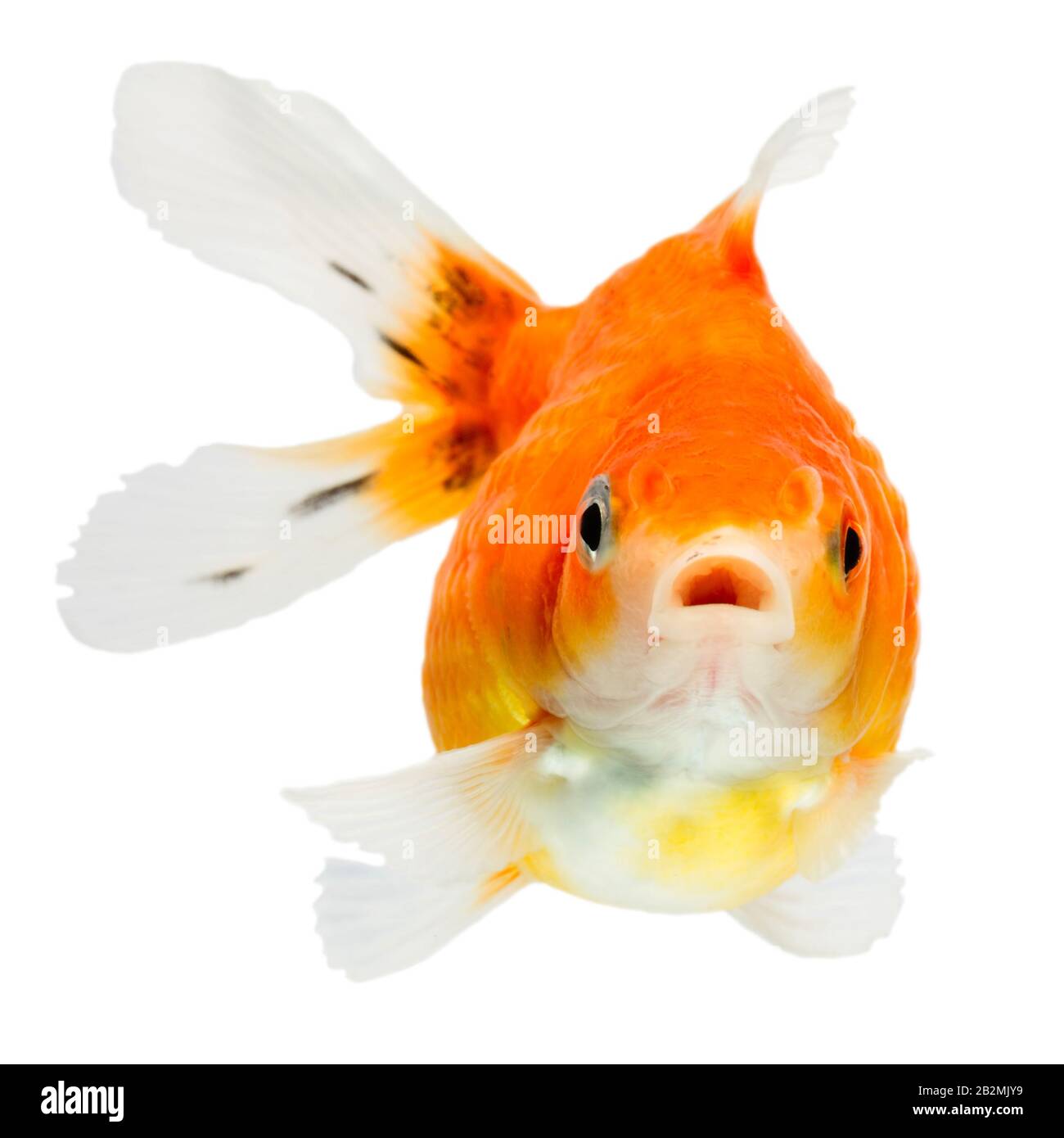 Pearlscale Goldfish Isolated On Colour High Quality Studio Shot Manually Removed From Background So The Finnage Is Complete Stock Photo Alamy Pearlscale Goldfish Isolated On Colour High Quality Studio Shot Manually Removed From Background So The Finnage Is Complete Stock Photo Alamy