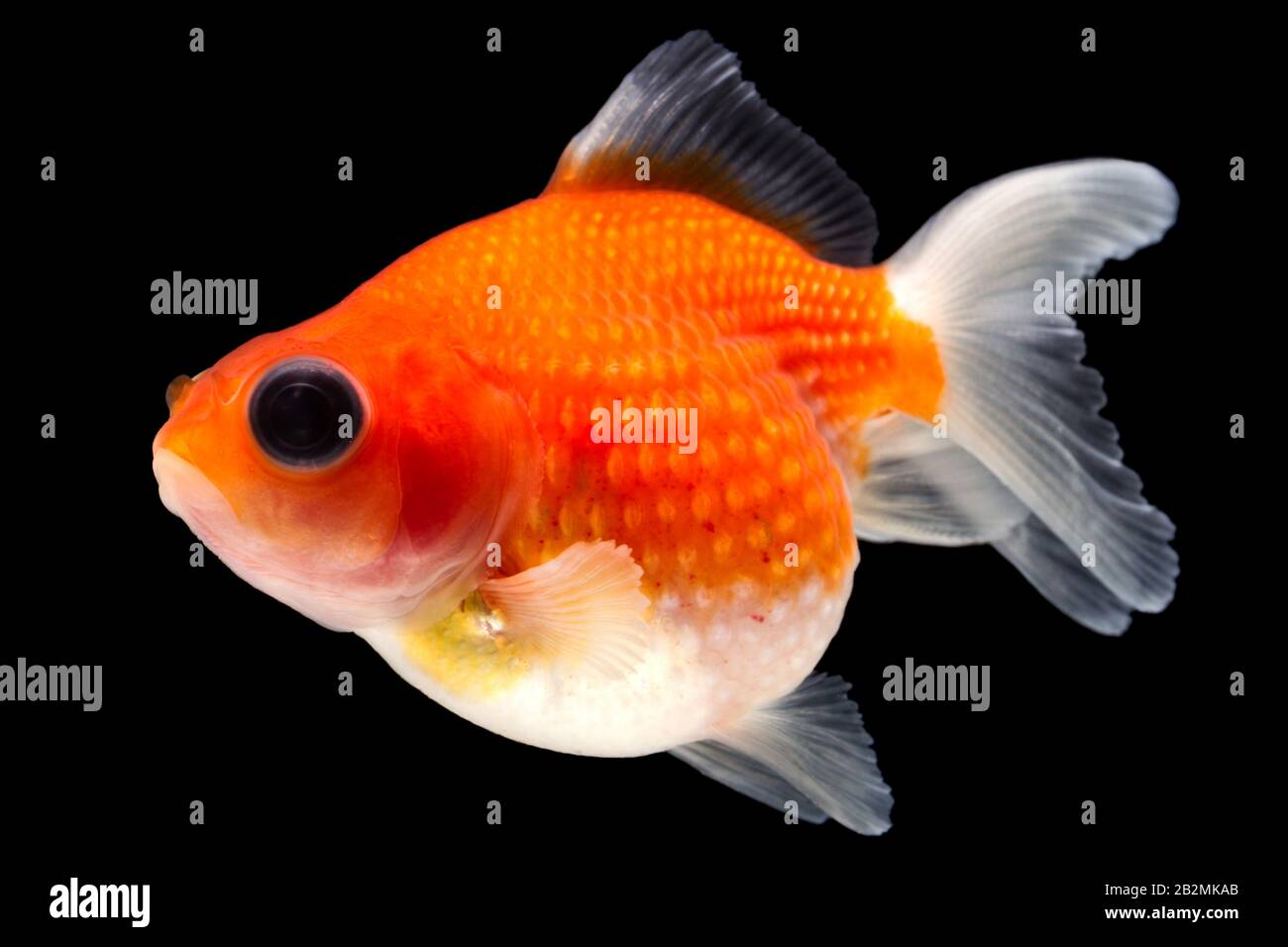 Pearlscale Goldfish Isolated On Black High Quality Studio Shot Manually Removed From Background So The Finnage Is Complete Stock Photo Alamy Pearlscale Goldfish Isolated On Black High Quality Studio Shot Manually Removed From Background So The Finnage Is Complete Stock Photo Alamy
