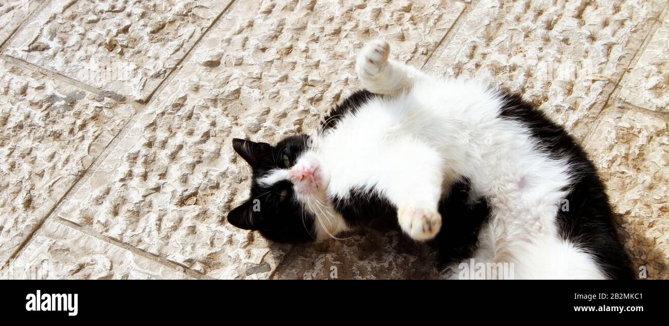 A computer-sized banner shows a cute black and white cat rolling on a white floor in the sunshine. Stock Photo