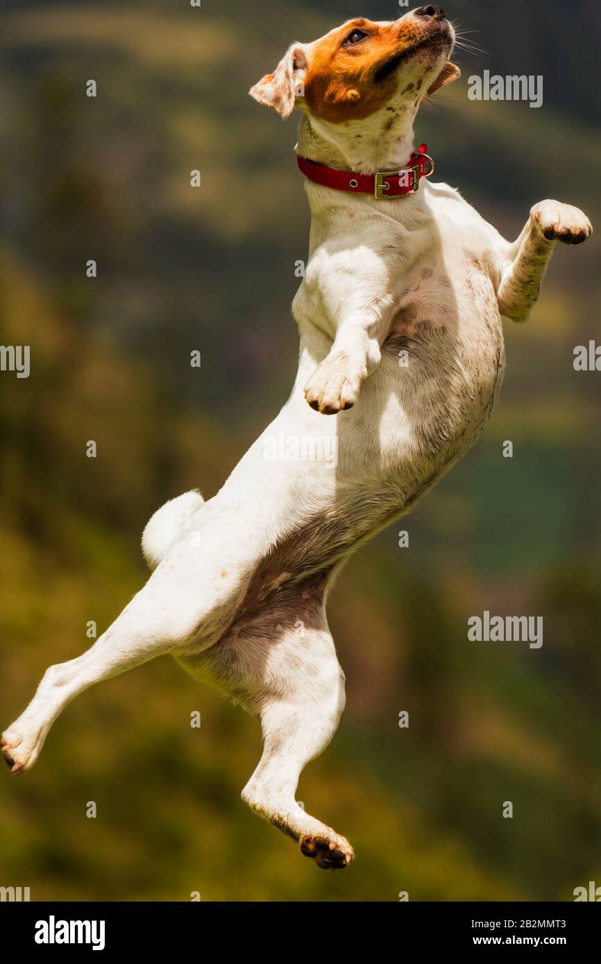 Cheerful dog hi-res stock photography and images - Alamy