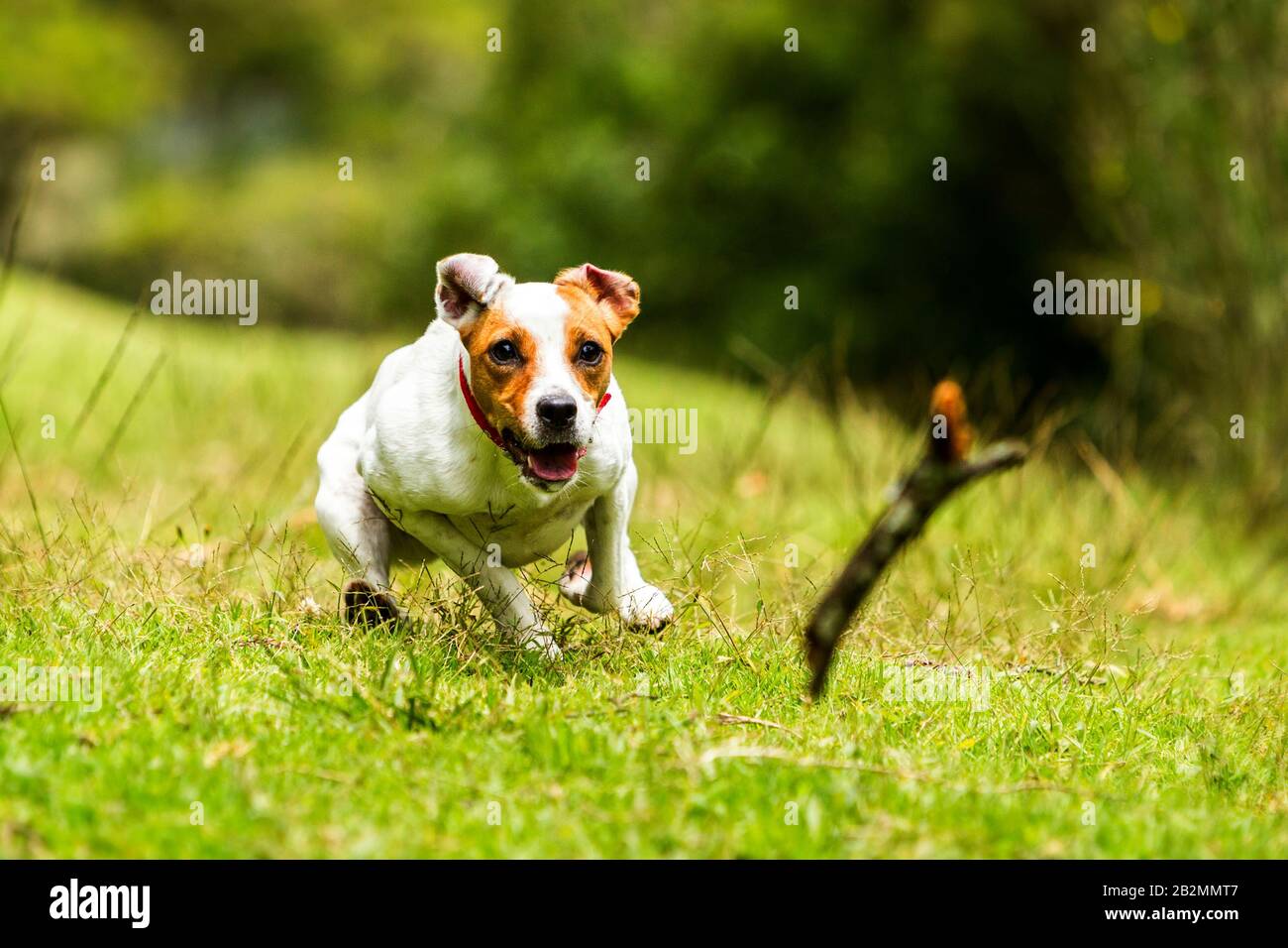 Happy Dog Chasing His Toy At Full Speed Low Angle Fast Action Shot Stock Photo Alamy Happy Dog Chasing His Toy At Full Speed Low Angle Fast Action Shot Stock Photo Alamy