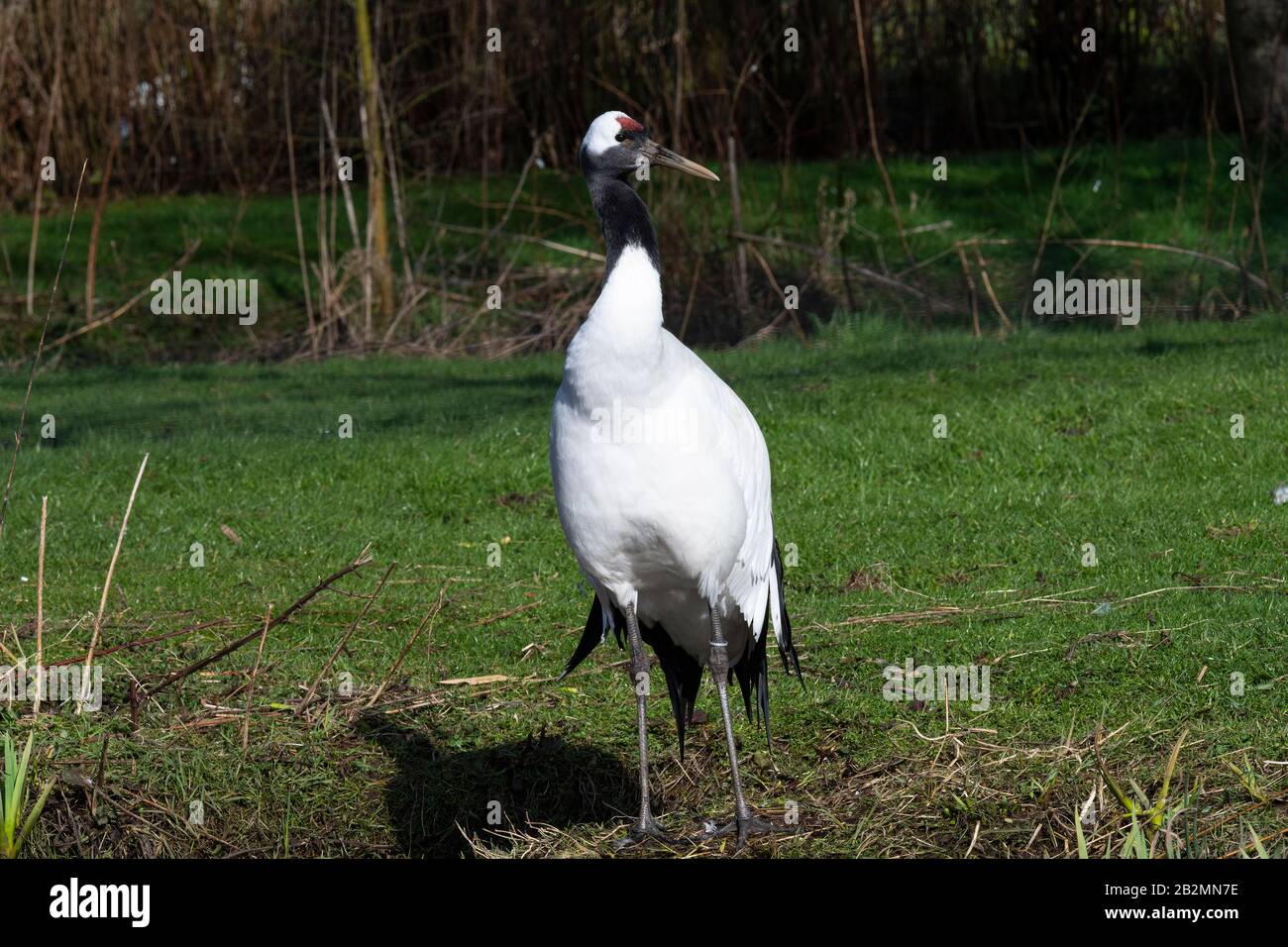 A Tall Adult Common Crane Standing in a Meadow at Martin Mere Wetland Centre near Ormskirk Lancashire England United Kingdom UK Stock Photo
