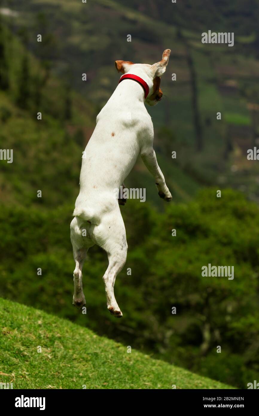 Happy Dog High Jump He Is Doing This To See Further Away Stock Photo
