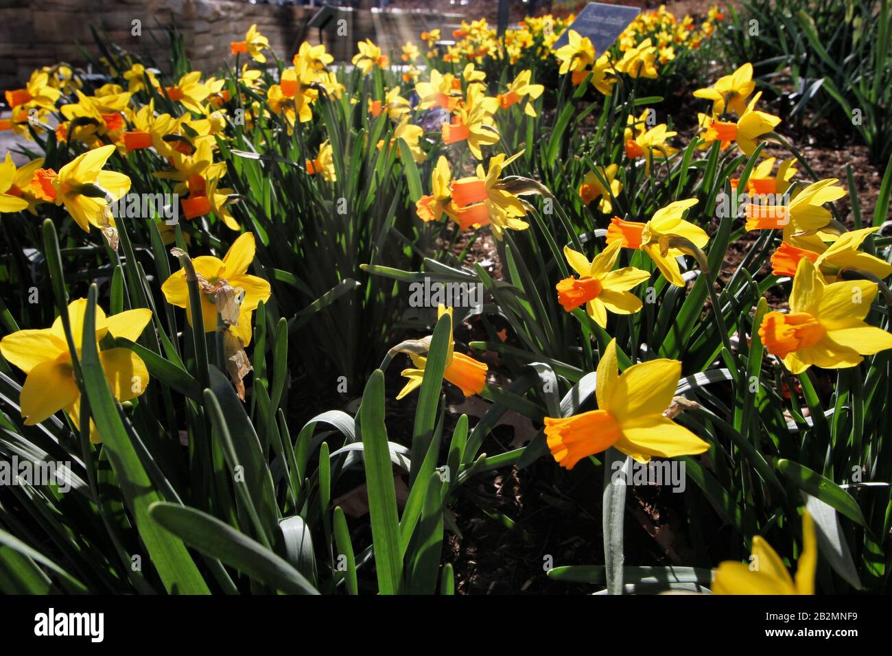 A bed of sun-kissed daffodils brightens a late winter day. Stock Photo