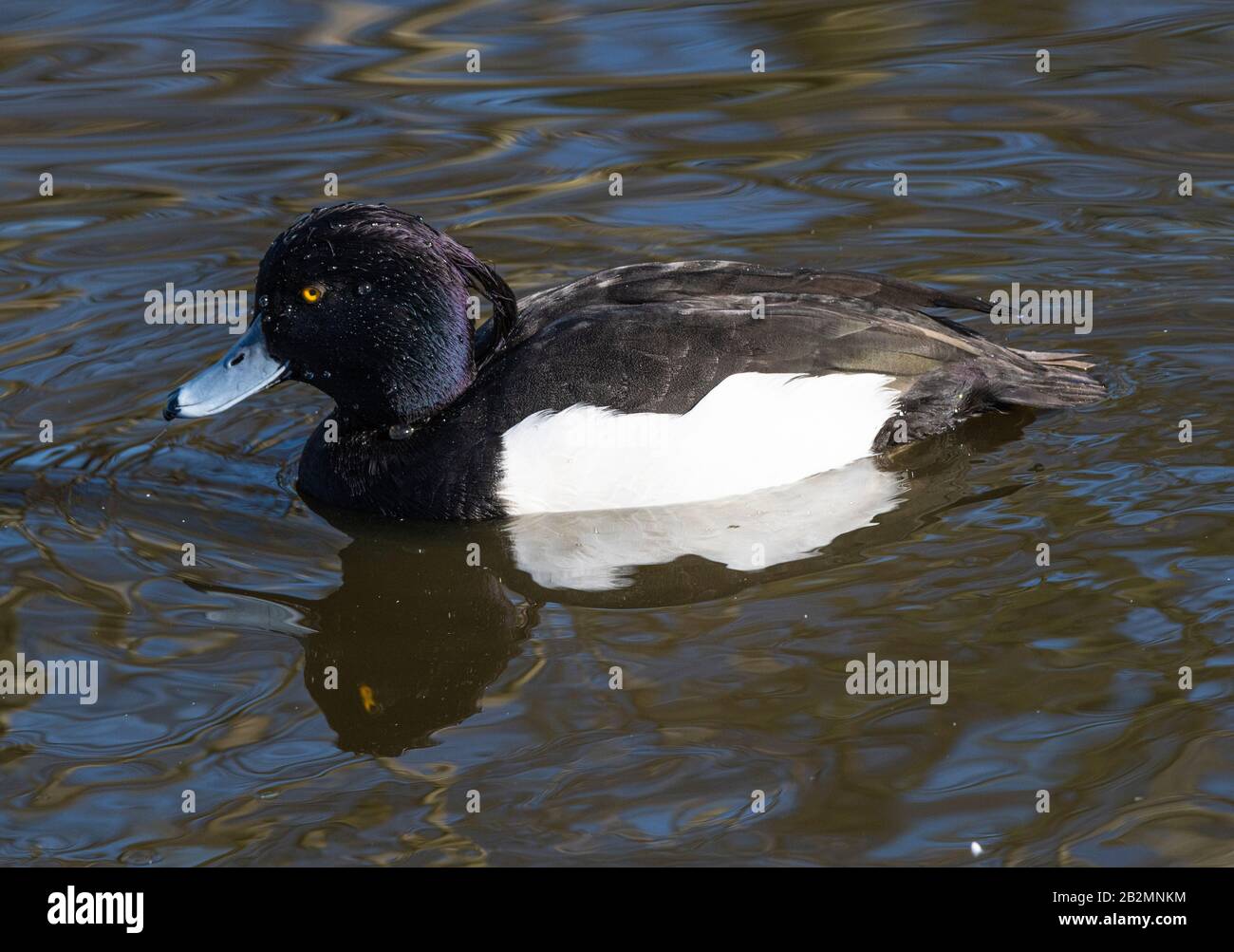 A Beautiful Male Tufted Duck Swimming on a Lake at Martin Mere Wetland Centre near Ormskirk Lancashire England United Kingdom UK Stock Photo