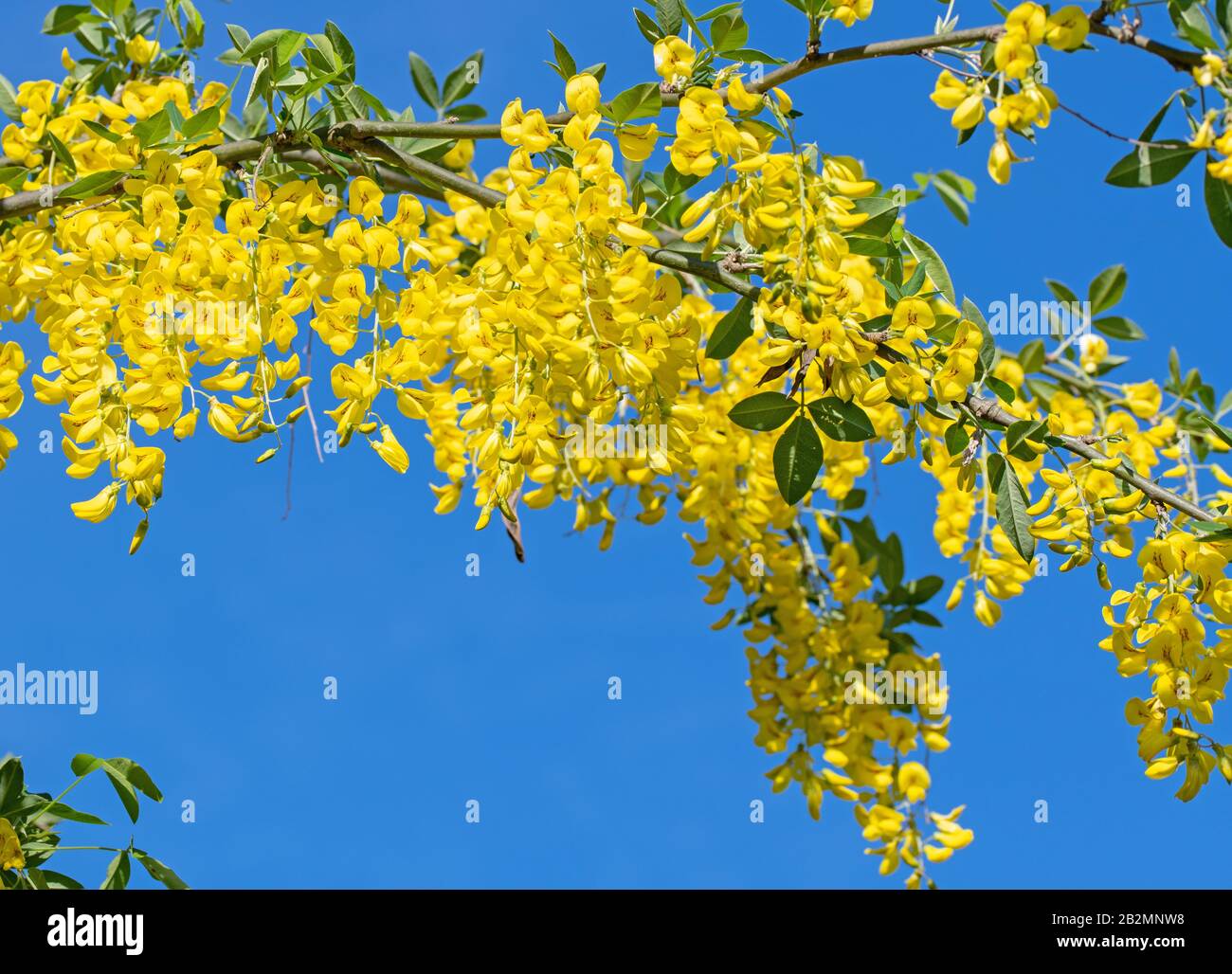 Yellow flowering laburnum in spring Stock Photo Alamy