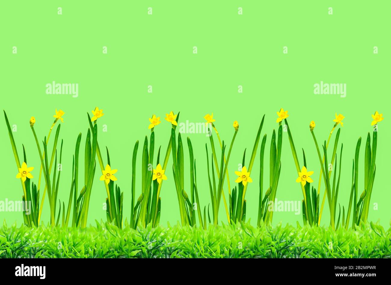 a easter wallpaper with daffodil in front of a colorful background Stock Photo
