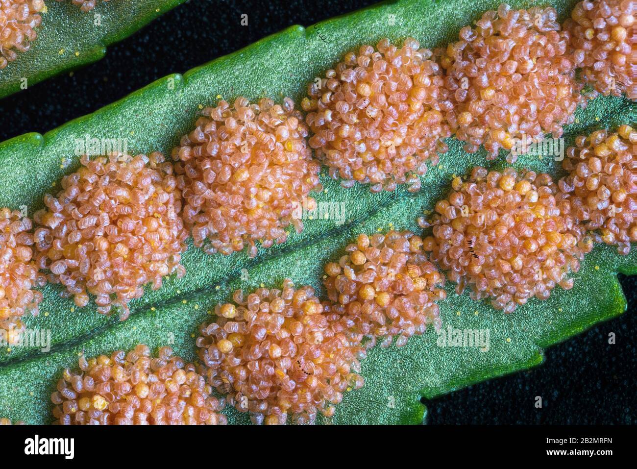 Clusters of sporangia or sori on the underside of leaves of common polypody fern Polypodium vulgare in winter when largely empty of yellow spores Stock Photo