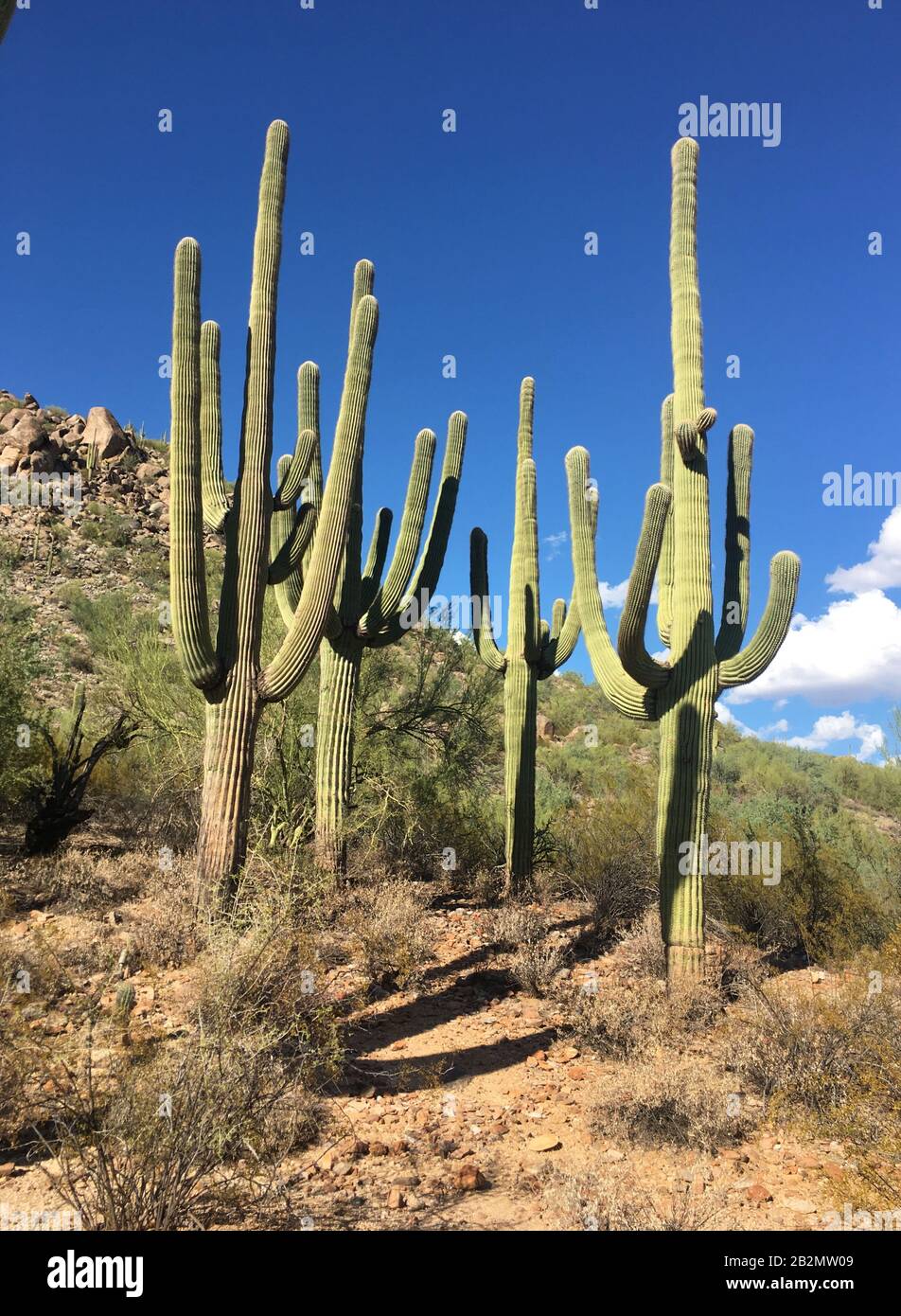 Patch of cacti’s in the southwest Stock Photo
