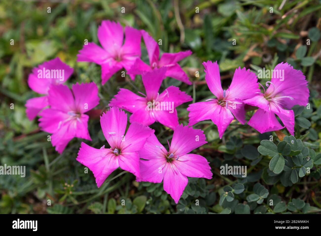 Charterhouse pink / woodland pink (Dianthus sylvestris) in flower in the Alps in summer Stock Photo
