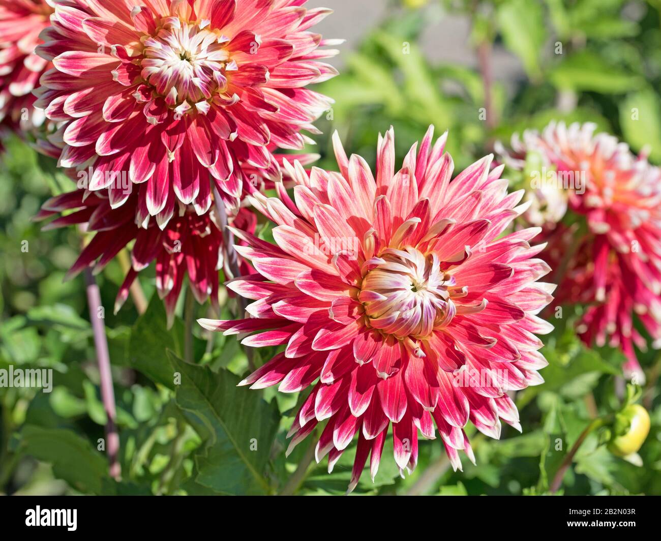 Flowering dahlias in the garden Stock Photo Alamy