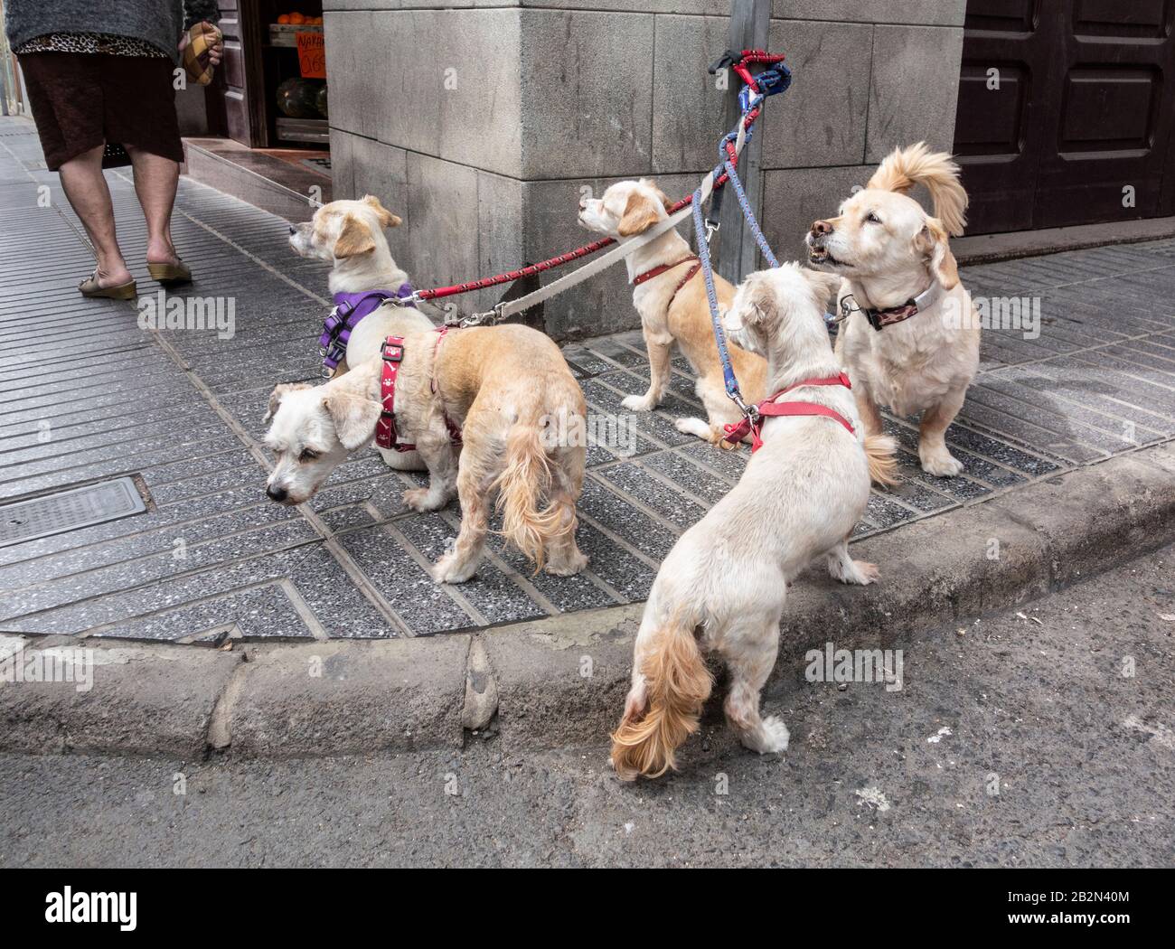 Five dogs waiting for owner outside shop in Spain Stock Photo