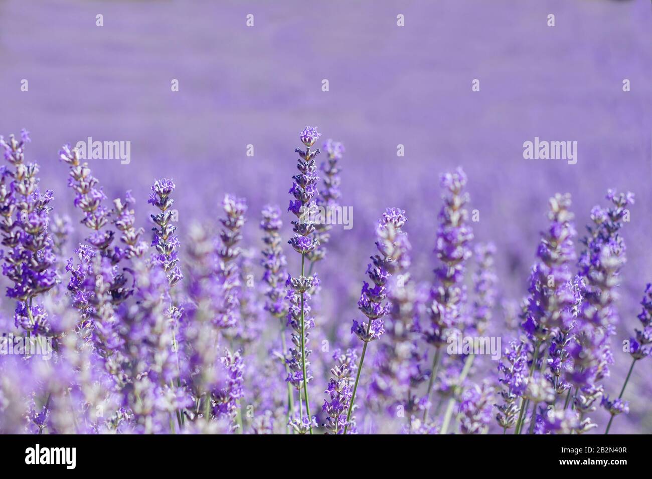 beautiful purple flowers