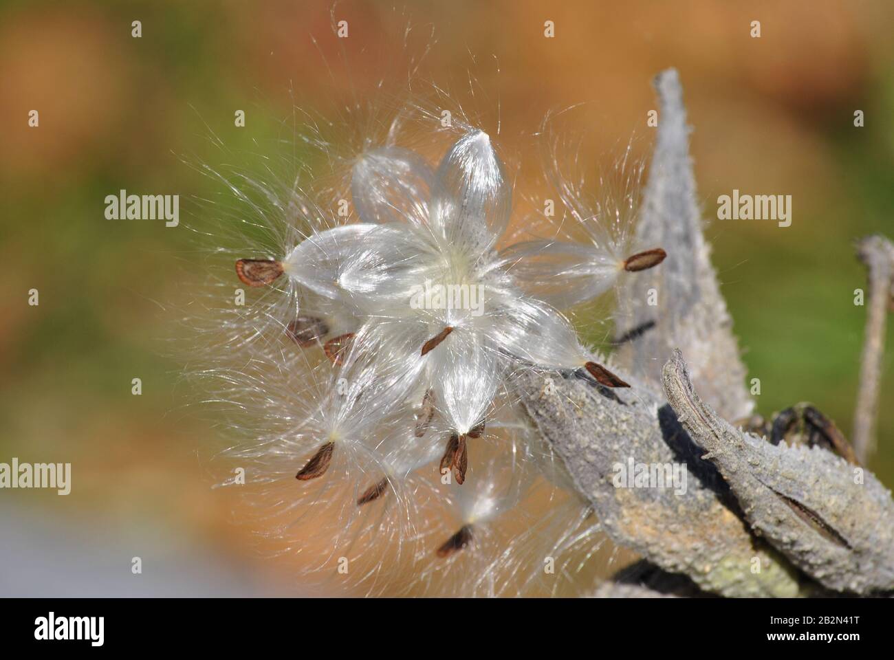 Opened milkweed seed pod growing wild Stock Photo Alamy