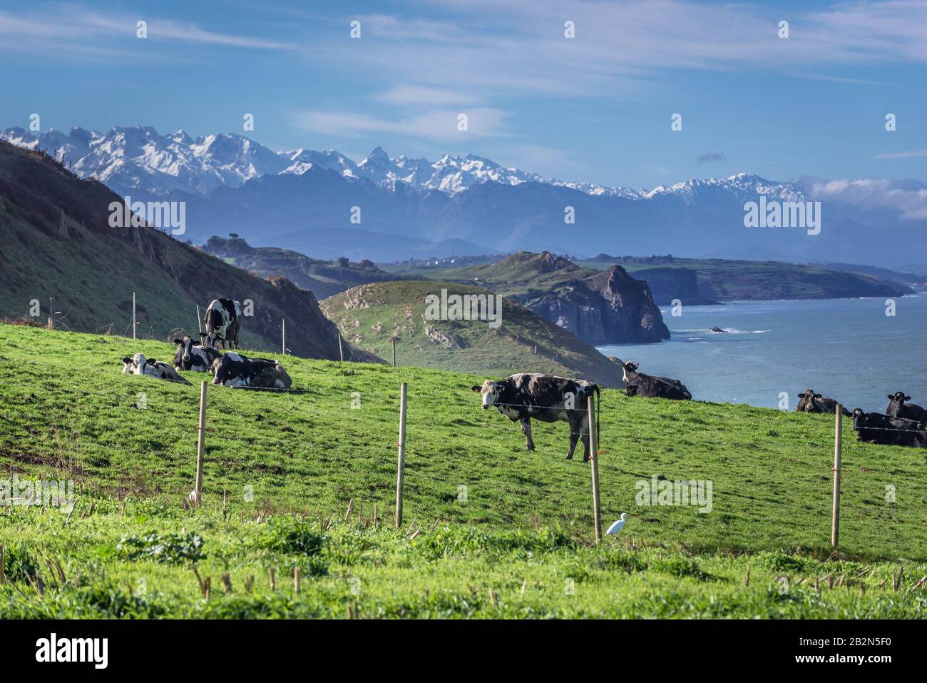 Cows on a meadow near beach of Santa Justa, Ubiarco village in municipality of Santillana del Mar, Cantabria region, Spain Stock Photo