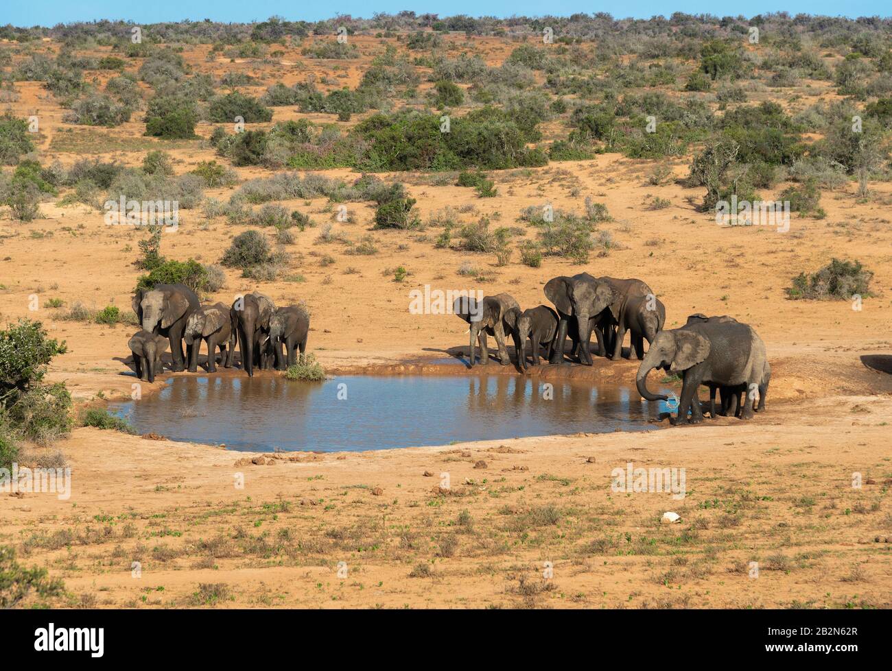Herd of african elephant cooling off  at a waterhole in the arid scenery of the Addo Elephant National Park, Eastern Cape, South Africa Stock Photo