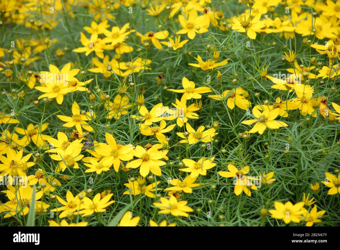 Blanket of yellow tickseed flowers in Northern Virginia Stock Photo Alamy