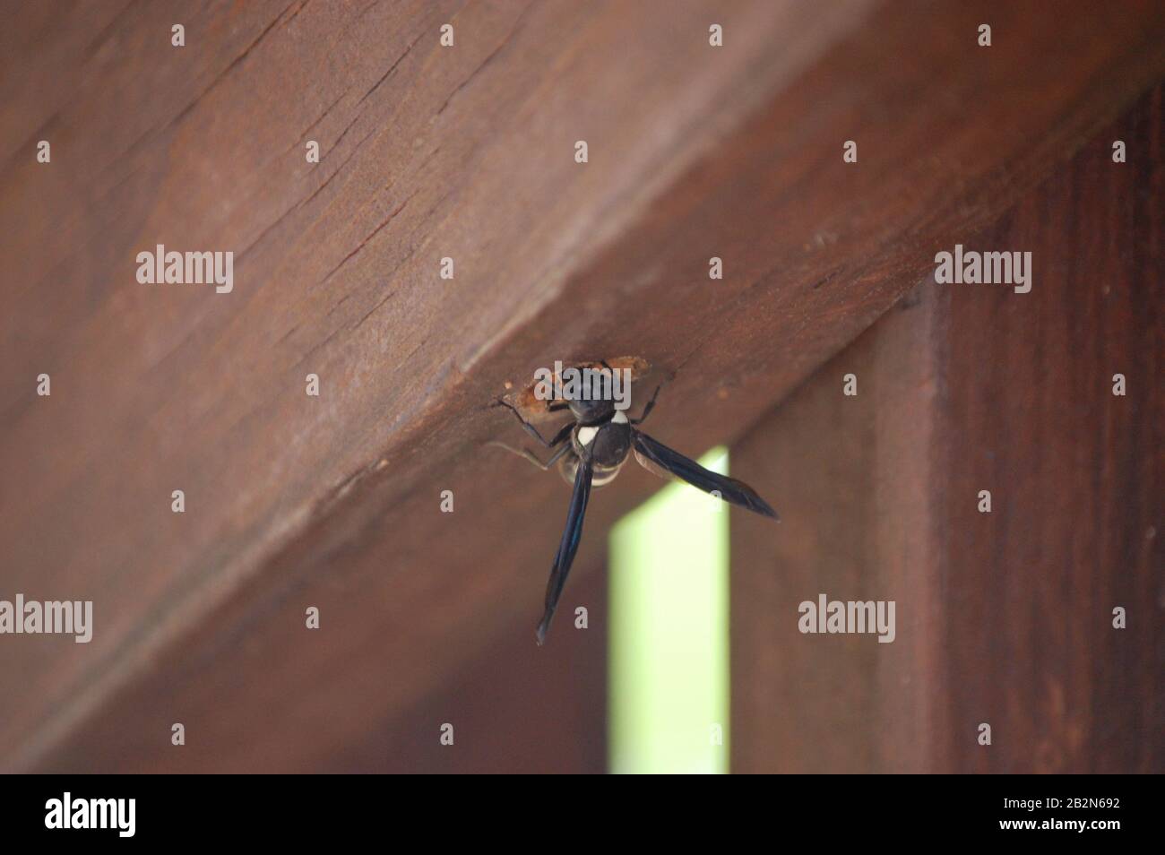Carpenter bee in action making its nest in deck wood Stock Photo Alamy