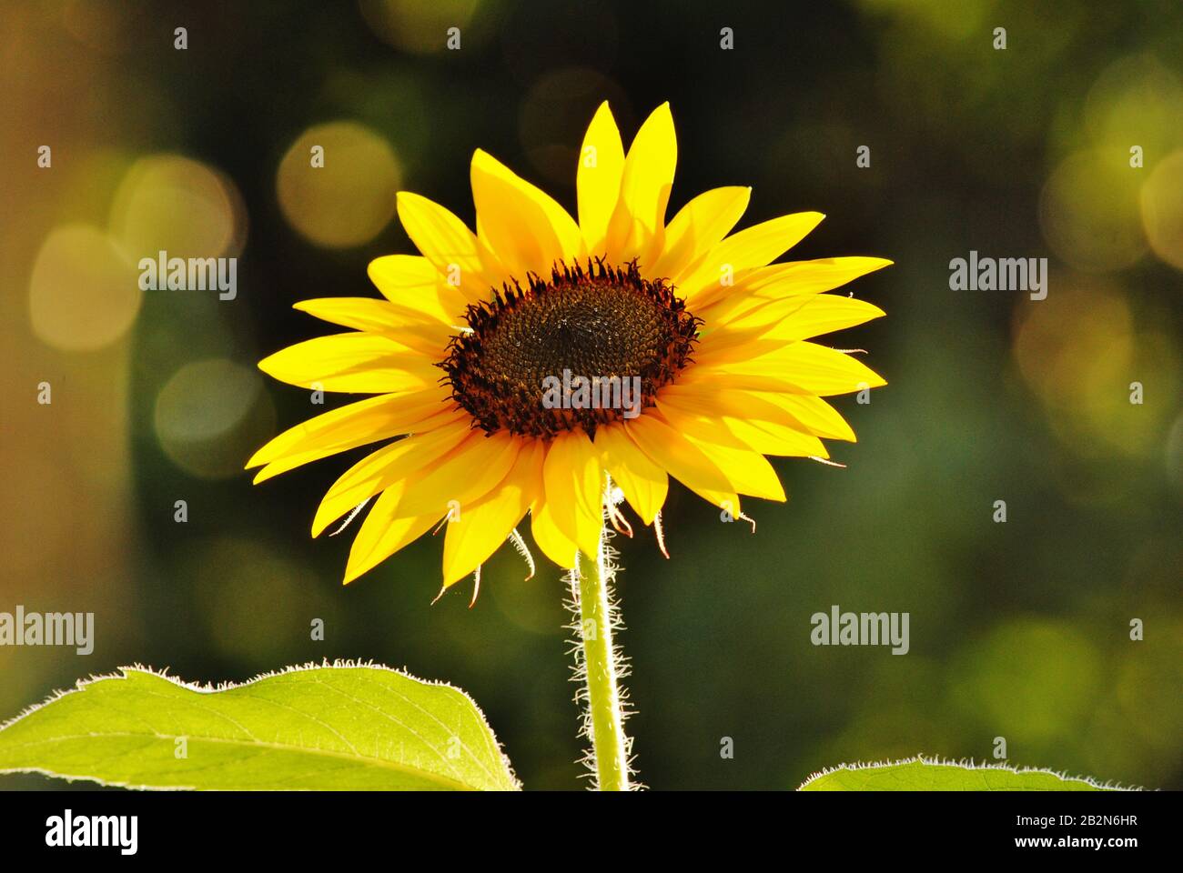 Organically grown sunflowers wide open in Northern Virginia Stock Photo ...