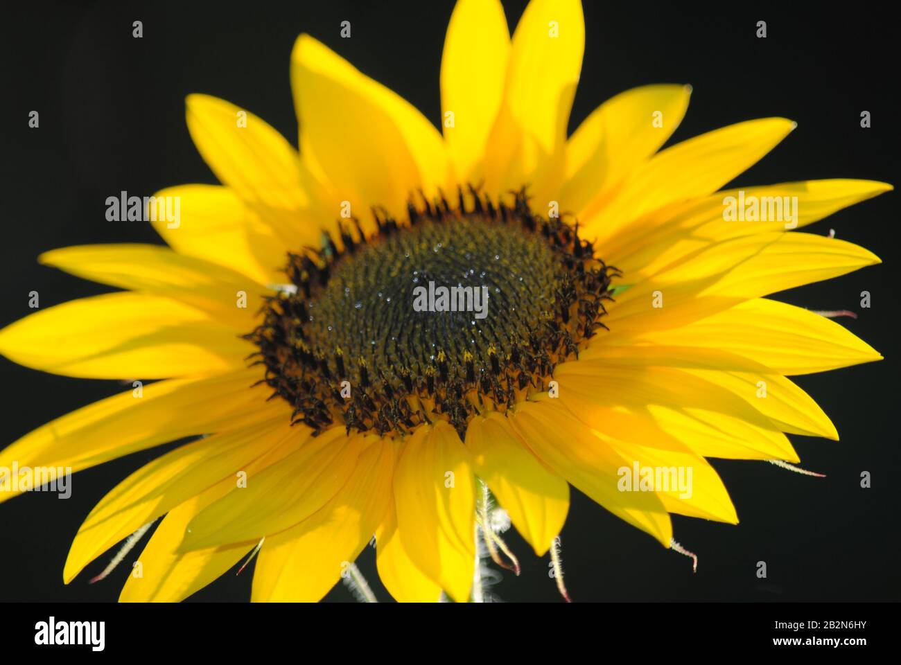Organically grown sunflowers wide open in Northern Virginia Stock Photo ...