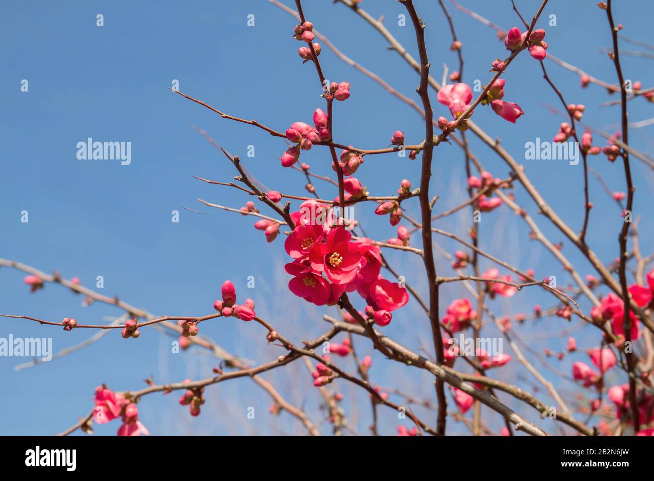 Maules quince red flowers blooming in early spring Stock Photo