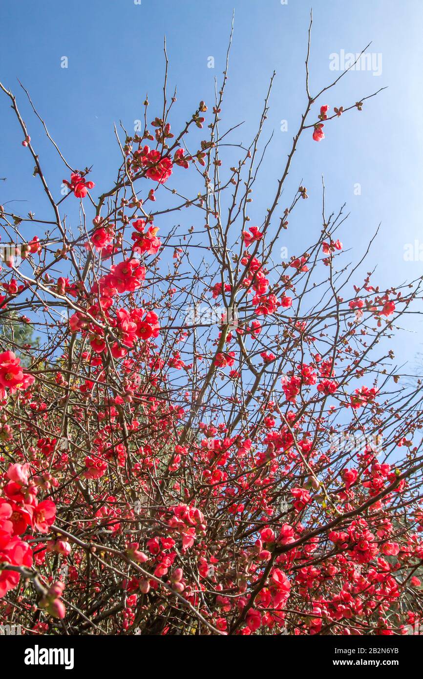 Maules quince red flowers blooming in early spring Stock Photo