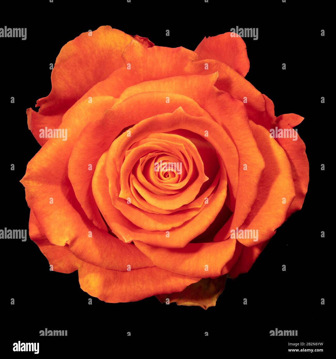 Colombian roses photographed in studio at Miami Stock Photo