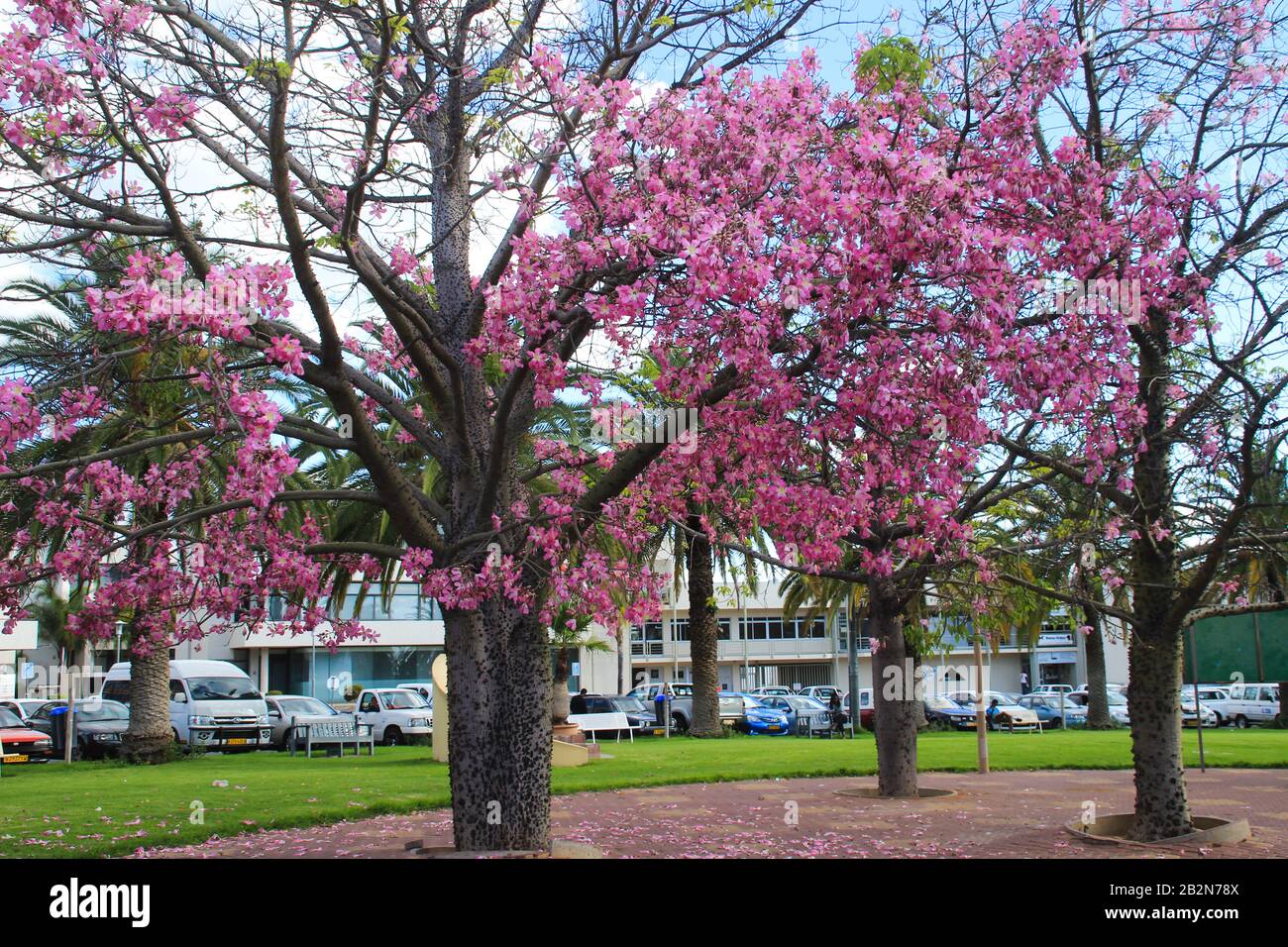 Spikes on tree trunk hires stock photography and images Alamy