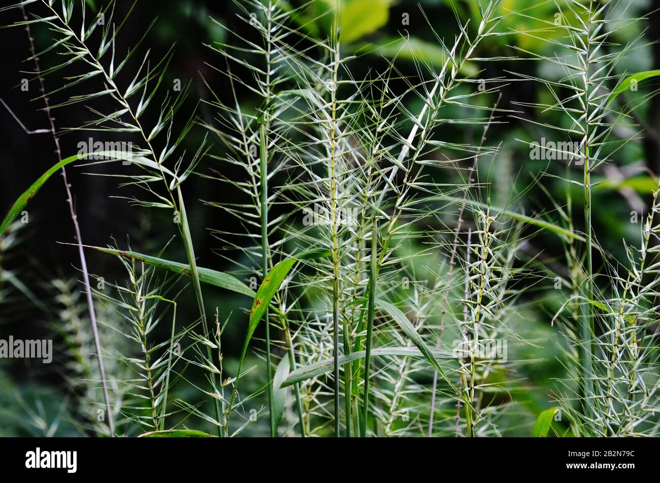 Cluster of common bottlebrush grass growing in Northern Virginia Stock Photo
