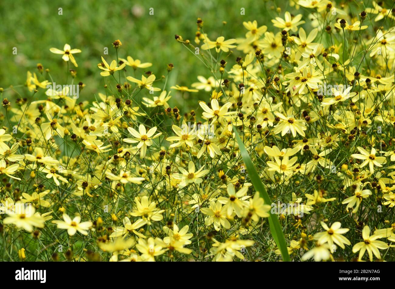 Tickseed sunflowers hires stock photography and images Alamy