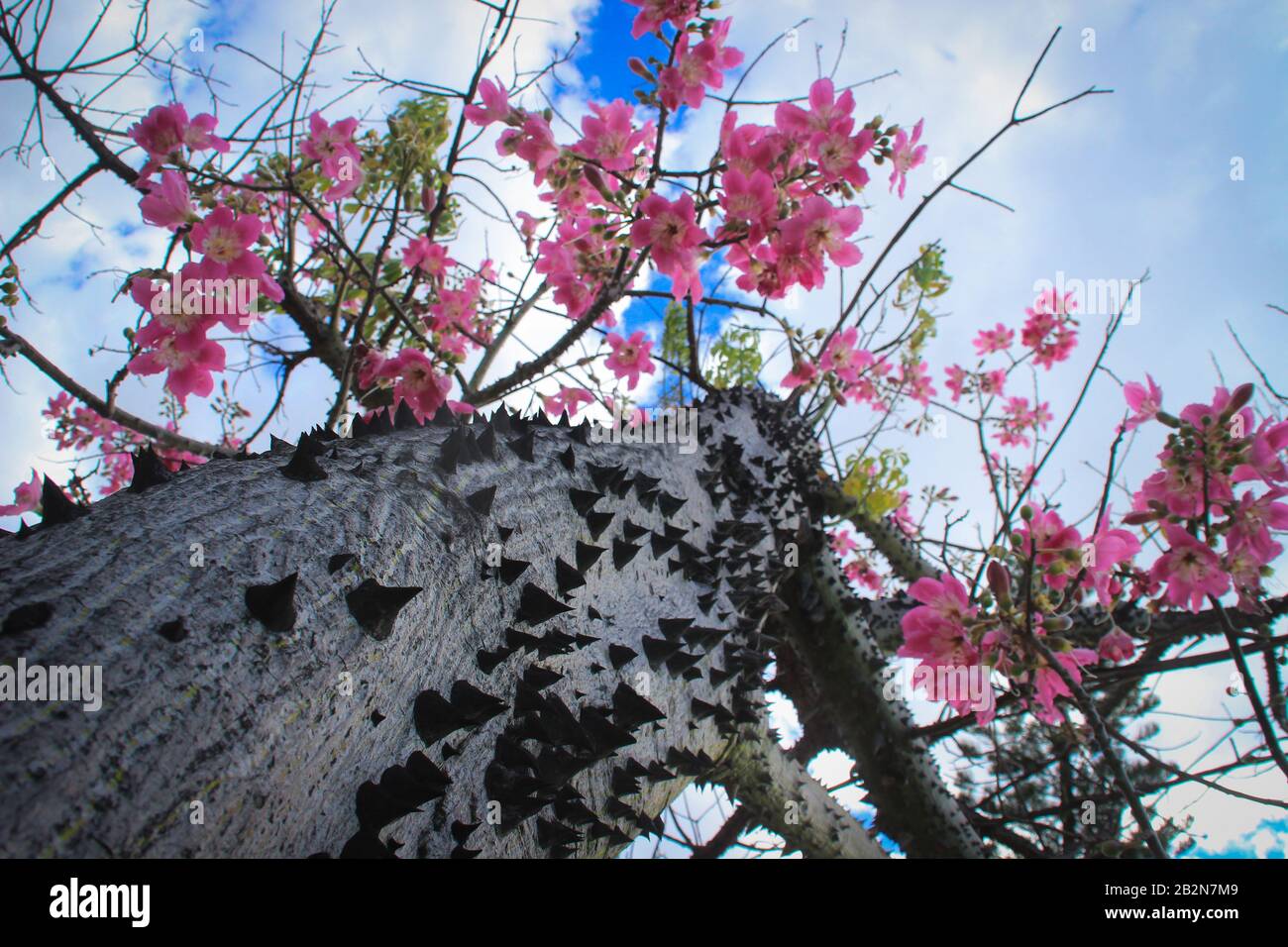 Spikes on tree trunk hires stock photography and images Alamy