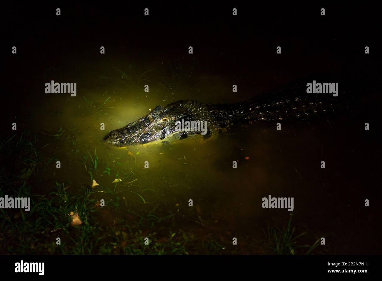 Black Caiman By Night Shot With Flash Light By Night This Is How You See Them From Tourist Canoe Stock Photo