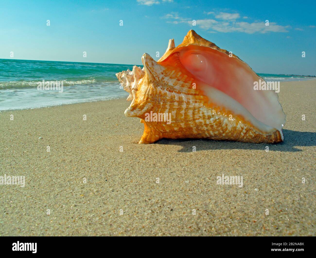 Queen conch shell on beach Stock Photo