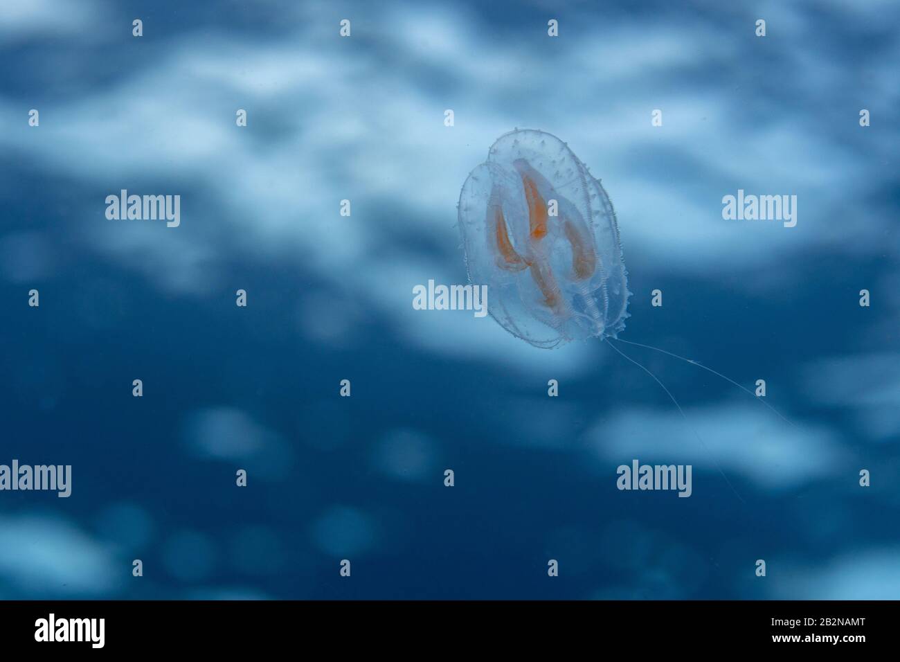 Ctenophora hires stock photography and images Alamy