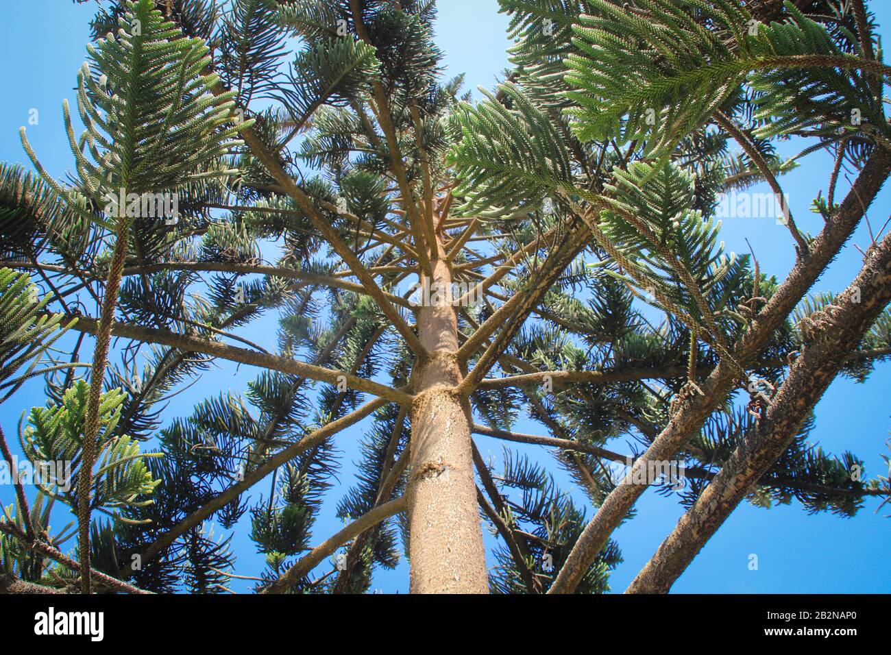 Branches, trunk and cone-shaped needles of Araucaria tree Stock Photo