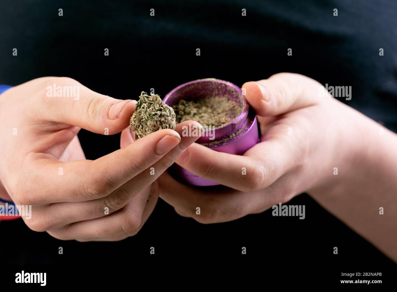 Person Holding Dried Cannabis Flower or Bud Stock Photo